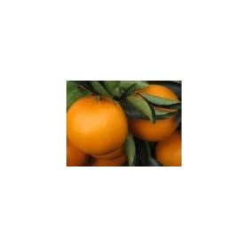 �y�����ܕs�g�p�F�n�E�X�͔|�z���Q�̂��Ƃ�3Kg�i12���j�y�������ɂ��œK�z