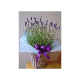 �y2011�N��̓��M�t�g�z�@�C���O���b�V�����x���_�[ 6���� �y���������z�y5��5���i�؁j~5��8���i���j�̔z�B�z