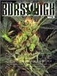 �o�[�X�g�E�n�C (Vol.2)