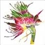 Drop You Vivid Colours