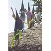 Gong at Montserrat 1973 [DVD] [Import]