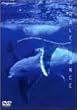 WHALE DANCE [DVD]