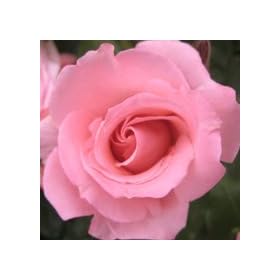�o���c �v�����Z�X�A�C�R  ���Y��c6���� �t�����o���_(FL) �l�G�炫���� �s���N�n