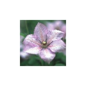 �N���}�`�X�@�}�[�K���b�g�E�n���g�@�W���b�N�}�j�[�n�@�@4.5���c�@�y�N���}�`�X�z�y�c�z