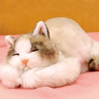 猫ゆたんぽ