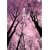 �k�̍����� Vol.2 [DVD]