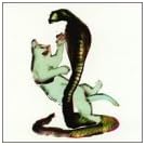 Cat and the Cobra