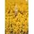 �k�̍����� Vol.7 [DVD]