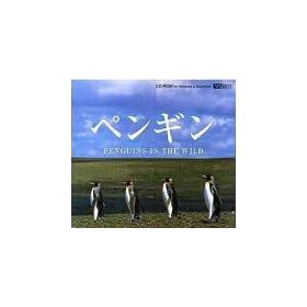 �y���M�� PENGUINS IN THE WILD