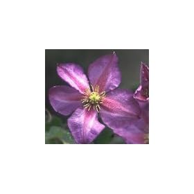�N���}�`�X�@�s�[�R�@�r�`�Z���n�@���Ԑ��@4.5���c�@�y�N���}�`�X�z�y�c�z