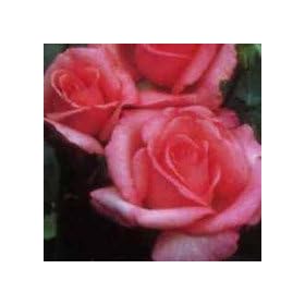 �o���c �A���}�e���s�[ ���Y��c6���� �n�C�u���b�h�e�B�[(HT) �l�G�炫��� �s���N�n