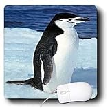  Birds - Penguin - Mouse Pads