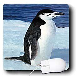  Birds - Penguin - Mouse Pads