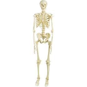 �h�X�^���h�W���^���i���f��,�݂艺���^�X�^���h�d�l