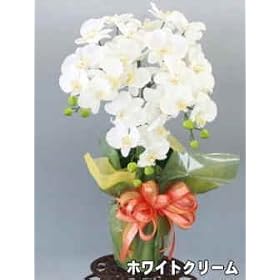�y�Ӓ����@3�{�����z�V���N�t�����[�@�iCT�G�}���H�j�@�z���C�g�N���[��