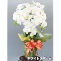 �y�Ӓ����@3�{�����z�V���N�t�����[�@�iCT�G�}���H�j�@�z���C�g�N���[��