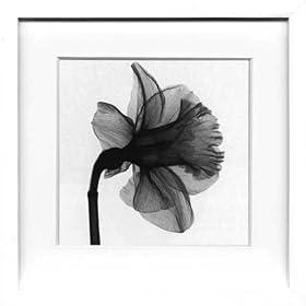 X-Ray PHOTOGRAPHY�i�����g�Q���t�H�g�O���t�B�[�j�|�X�^�[�t���[�� Steven N.Meyers /Daffodil 330x330x30mm
