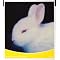 ������SoundGear