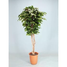 ���G�} �ϗt�A�� �x���W���~�����A�i 180cm