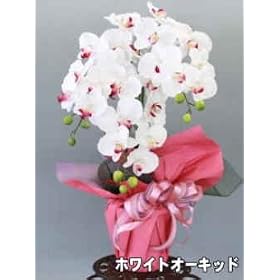 �y�Ӓ����@3�{�����z�@�V���N�t�����[�@�iCT�G�}���H�j�z���C�g�I�[�L�b�h