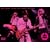 globe decade-access best seasons 1995-2004- [DVD]