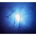 BLUE FANTASY~LOVE & CHILL OUT with TRANCE REMIXES