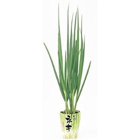 �˂��炢�̏��l�M���|�b�g�ň�Ă�͔|�L�b�g����؎��ƍ͔|�L�b�g�ʔ́�