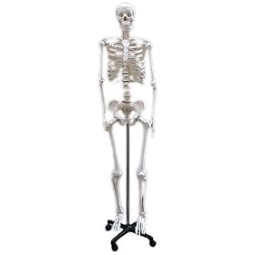 �l�̍��i�͌^�@�u�q���[�}���X�J���v�@�g��160cm ���g��̃��A���Ȗ͌^�ł�