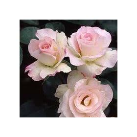 �o���c �}�`���_ ���Y��c6���� �t�����o���_(FL) �l�G�炫���� ���F�n