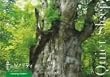 ���̃\�m���e�B �q�[�����O�E�G�f�B�V���� QUIETSLEEP [DVD]