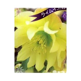 �N���X�}�X���[�Y3���c (�p�[�e�B�[�h���X�@���C���C�G���[)