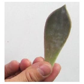 �H�c�Y �O���p�����[�t�@���t�@150g (20~25��)