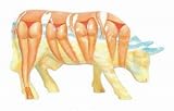  Sunday Figurine Vache 41257 - Cowparade Cow Parade Buena Vista M