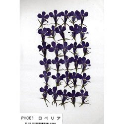【クリックで詳細表示】押し花パック フラワー ※ロベリア