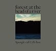 forest at the head of a river