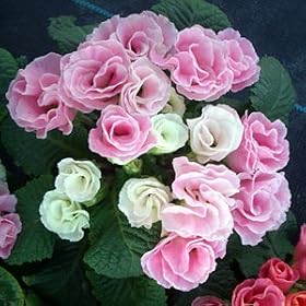 �v�������L�����f�B�[�}�W�b�N �x�r�[�s���N �R���Z�b�g