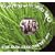 Hyde Park Free Concert 1970