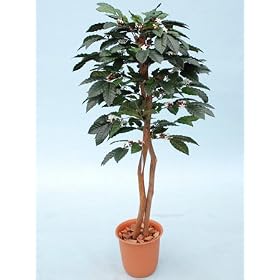 ���G�} �ϗt�A�� �R�[�q�[ 140cm