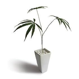 �s�l�H�ϗt�A���E���ԁtCannabis sativa(�w���v/�喃)