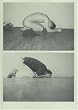 Wolfgang Tillmans