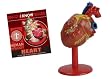 �C�[�m�T�C�G���X HEART-�S���\��