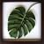 �s���[�t�p�l���tMonstera deliciosa(�����X�e�� �f���V�I�T)