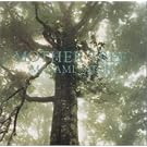 MOTHER TREE