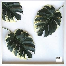 F-style ���[�t�p�l���E625x625x30mm�@Monstera deliciosa