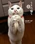 �����̔L��