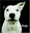 Shelter Dogs