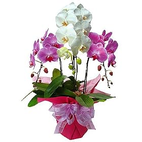 �g����֌Ӓ���3�{���y���������z