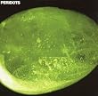 PERIDOTS