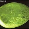 PERIDOTS