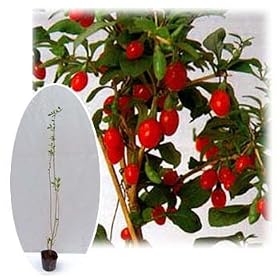 �N�R�i�m�X�j�F�E���t�x���[3���|�b�g����20cm3�{�Z�b�g